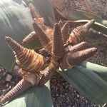 Welwitschia mirabilisFrucht