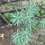 Euphorbia piscatoria Yaprak