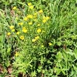 Ranunculus polyanthemos Flors