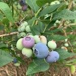 Vaccinium corymbosum Листок