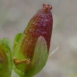 Hypericum humifusum Плод