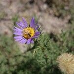 Machaeranthera tanacetifolia Elinympäristö