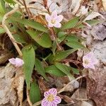 Claytonia caroliniana Vivejo