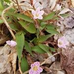 Claytonia caroliniana অভ্যাস