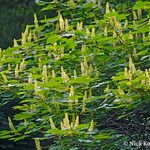 Acer caudatum Ostatní