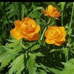 Trollius asiaticus Flower
