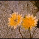 Malacothrix glabrata Flower