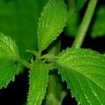 Klaprothia fasciculata Leaf