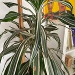 Dracaena fragrans Folha