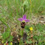 Ophrys scolopax Fula