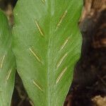 Asplenium paucijugum Liść