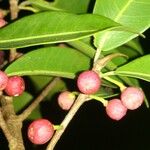 Ficus americana Φρούτο