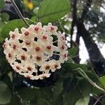 Hoya carnosa Cvet