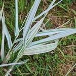 Phalaris arundinacea Feuille