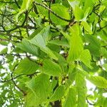 Prunus sargentii Leaf