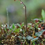 Thalictrum alpinum Květ