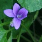 Viola odorataफूल