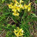 Pedicularis oederi Хабит