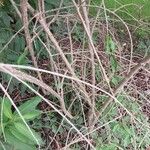 Lycium chinense പുറംതൊലി