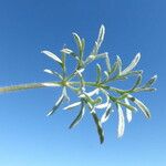 Artemisia pycnocephala Virág