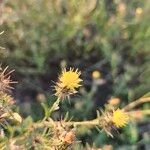 Centaurea melitensisBloem