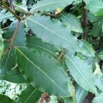 Laurus nobilis List