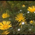 Grindelia hirsutula Květ