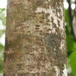 Licania densiflora Bark