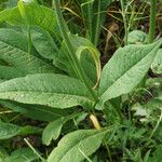 Knautia basaltica Fulla