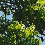 Castanospermum australe Leaf