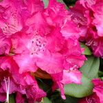 Rhododendron catawbiense Blüte