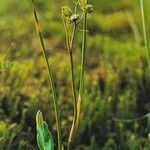 Scheuchzeria palustris Hábitos