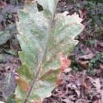 Quercus michauxii Leaf