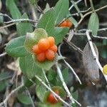 Lonicera implexa Fruit