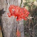 Hibiscus schizopetalus Flor