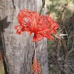 Hibiscus schizopetalus 花