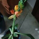 Ornithogalum dubium Květ