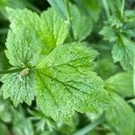 Geum macrophyllum Лист