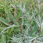 Artemisia campestris बार्क (छाल)