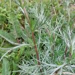 Artemisia campestris Kůra