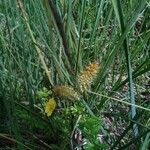 Carex vesicaria Flower