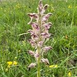 Anacamptis fragrans 花