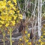 Cyrtopodium andersonii Meyve