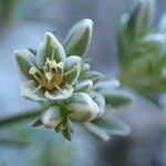 Scleranthus perennis Flower