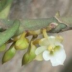 Calyptrochilum christyanum Flor