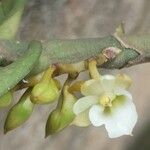 Calyptrochilum christyanum Flower