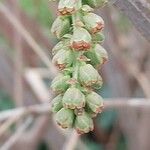 Coriaria myrtifolia Ovoce