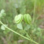 Medicago orbicularis Fruit