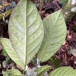 Penianthus longifolius Hostoa