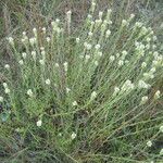 Sideritis hyssopifolia Flower